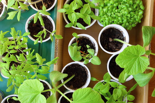 Vorziehen von Gemüsepflanzen im Haus.