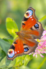 Aglais io, Peacock butterfly pollinating on flowers. Top view, open wings