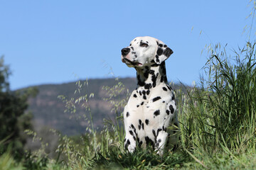 Dalmatien assis et  attentif dans des hautes herbe