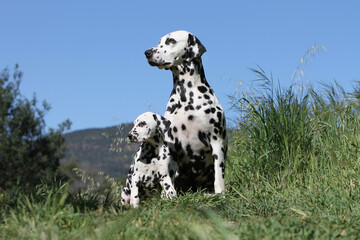 maman Dalmatien et son chiot assis