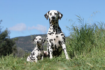 maman et son petit Dalmatien assis dans les herbes