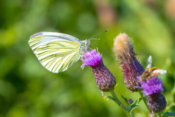 Green-veined white butterfly, Pieris napi, feeding nectar of a purple thistle flower