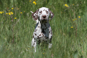 Bébé Dalmatien debout au milieux des hautes herbe