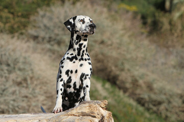 Dalmatien debout sur une pierre qui regarde a l'horizon 
