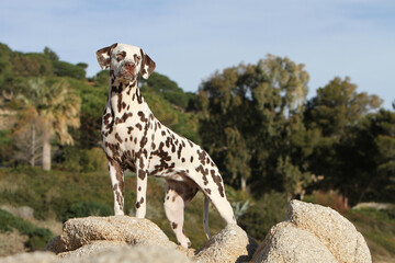 Dalmatien debout sur des rochers 