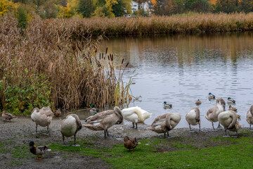 
Area by Raastad lake in Solna, Sweden.