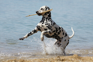 Dalmatien qui court dans la mer avec un bâton en gueule  