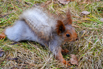 squirrel in the park