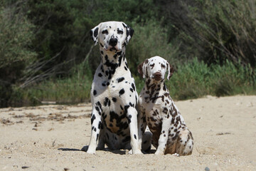 adulte et chiot Dalmatien assis sur la plage