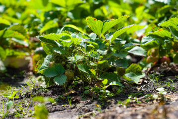 Strawberry bush in the garden bed. Environmentally Grown