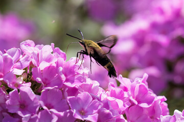 Hummingbird Moth Pollinating Pink Hydrangea Flowers