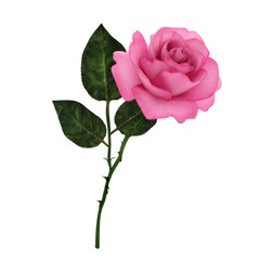 Red rose isolatet on white