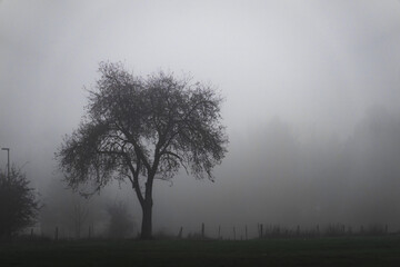 Obraz na płótnie Canvas Nebel