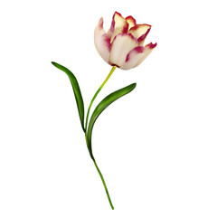 tulip isolated on white background. Spring Flower.
