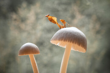 All about spesies mantis borneo island