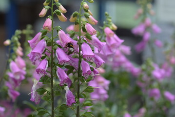 Fingerhut 'Castor Rose'