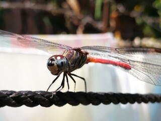 Close up photo of a dragonfly.