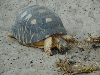 Obraz premium Radiated tortoise (Astrochelys radiata) walking on a sandy beach (Morondava, Madagascar)
