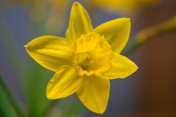 the close-up of a beautiful yellow daffodil or narcissus © AdobeTim82