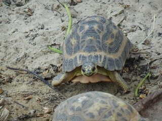 Radiated tortoise (Astrochelys radiata) walking on a sandy beach (Morondava, Madagascar)