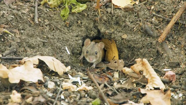 Field mouse sit in forest. Hungry rodent eat. Lunar horoscope sign 2020. Chinese symbol for NY