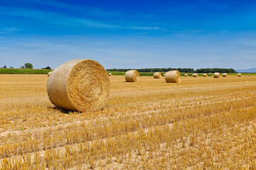 Round bales of straw rolled up on field