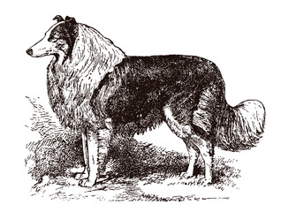 Standing rough collie in side view, after an antique illustration - obrazy, fototapety, plakaty