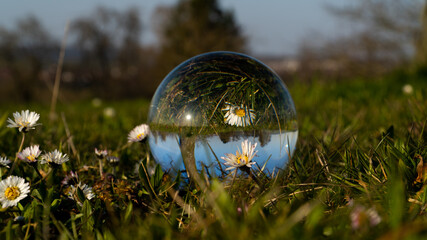 Sich anschauende Blumen