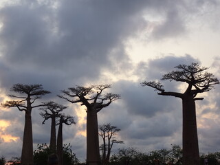 Fototapeta na wymiar Silhouette of big Baobab trees at sunset at the avenue of the baobabs in Morondava　(Madagascar)