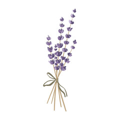 Sprig of lavender flower. Colored pencil sketch. Print for postcard, packaging, banner, poster, tattoo, dishes, package, perfume, soap.