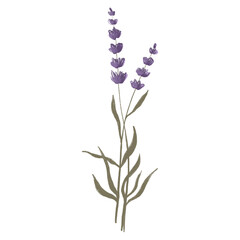 Sprig of lavender flower. Colored pencil sketch. Print for postcard, packaging, banner, poster, tattoo, dishes, package, perfume, soap.