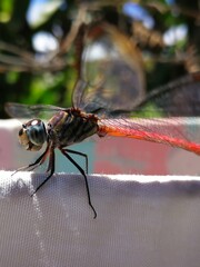 Close up photo of a dragonfly.