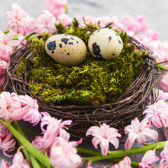 easter nest of twigs and green moss with a quail eggs. Beautiful pink hyacinth flowers around on a light grey background. Easter composition with moss