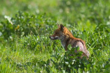 Volpe rossa (Vulpes vulpes), ritratto in ambiente rurale di campagna