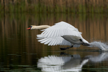 Mute swan (Cygnus olor)