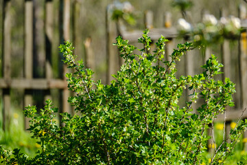 Fototapeta na wymiar wet spring tree leaves on neutral green blur background