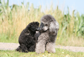 Adulte et chiot  Caniche nain assis au bord d'un chemin