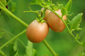 Beautiful organic tomatoes growing in garden.