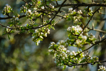 wet spring tree leaves on neutral green blur background