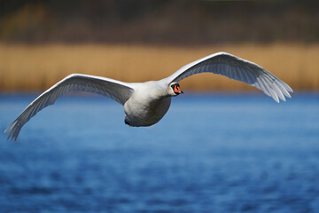 Mute swan (Cygnus olor)