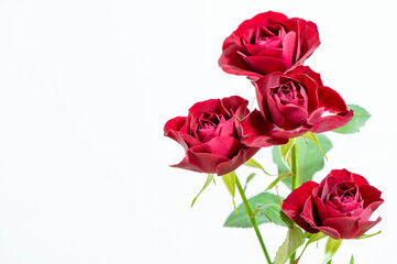 赤いスプレーバラ