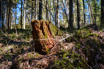 sunny old forest with tree trunks and stomps in spring