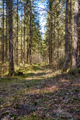 Fototapeta premium sunny old forest with tree trunks and stomps in spring