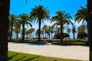 Fototapeta na wymiar palm trees on the beach from Salou-Spain