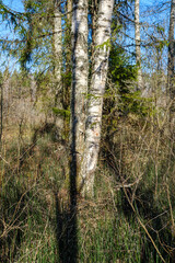 sunny old forest with tree trunks and stomps in spring