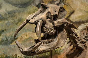 Fototapeta na wymiar Fossil skull of extinct Astrapotherium magnum, Patagonia, Argentina.