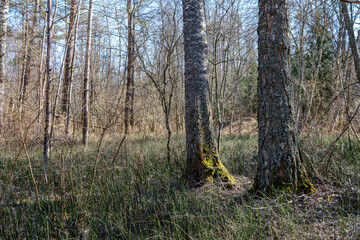 sunny old forest with tree trunks and stomps in spring