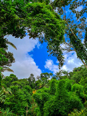 Céu azul, nuvens e árvore verde 