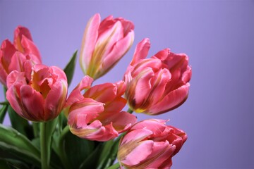 Close-up of pink tulips on a natural lilac background