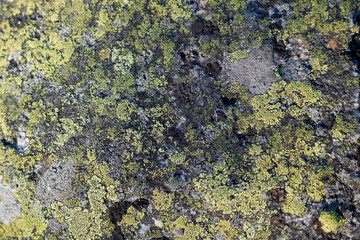Moss on the slope of a rocky mountain.